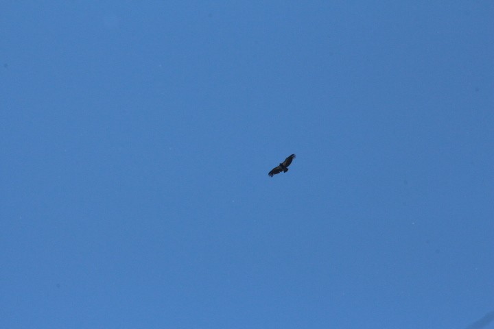California Condor - ML618600600