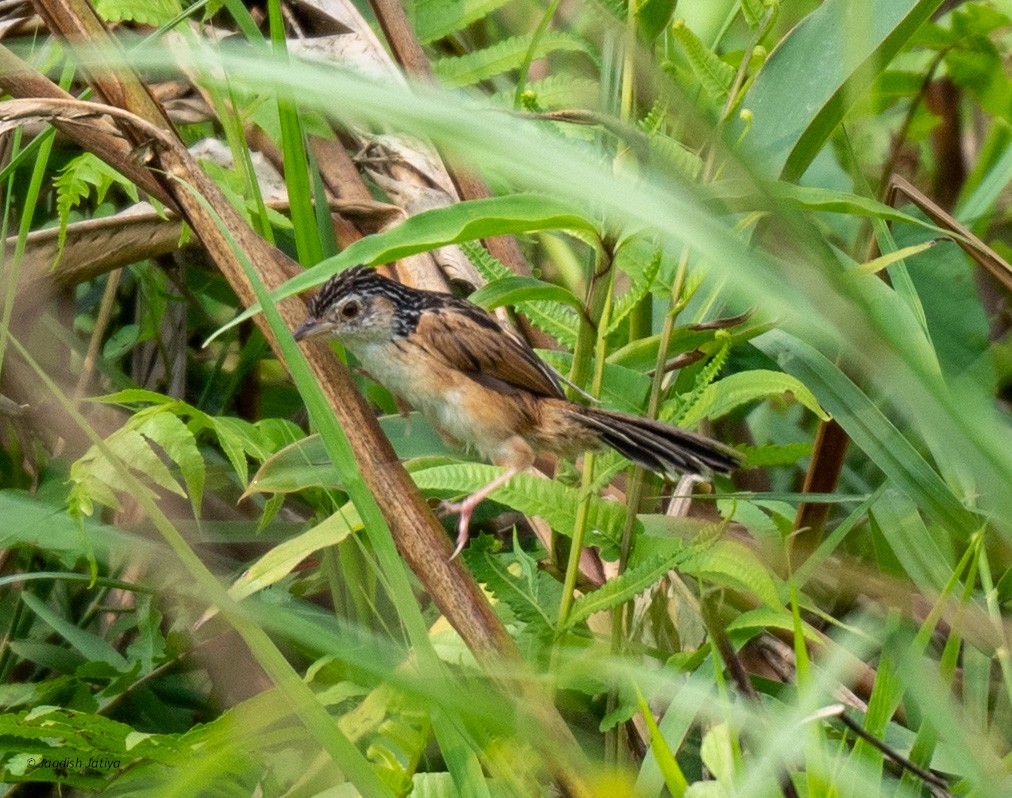 Indian Grassbird - ML618600603