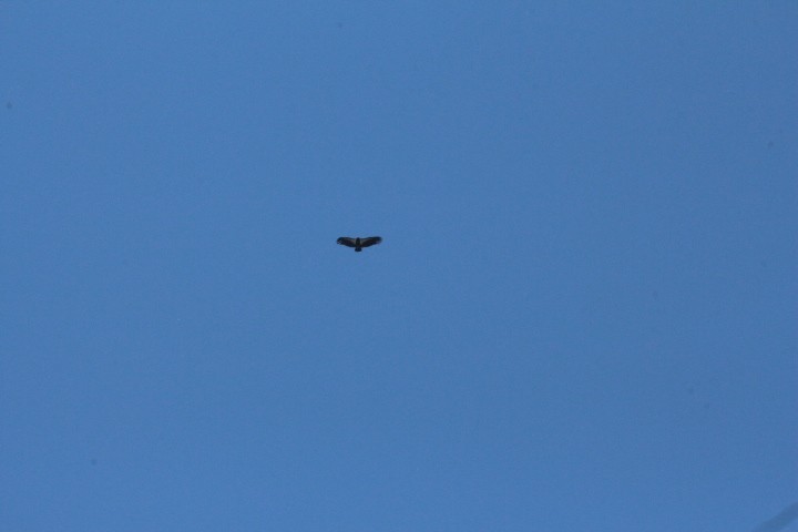 California Condor - ML618600606