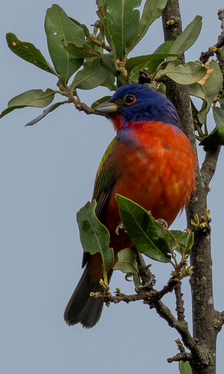 Painted Bunting - ML618600612