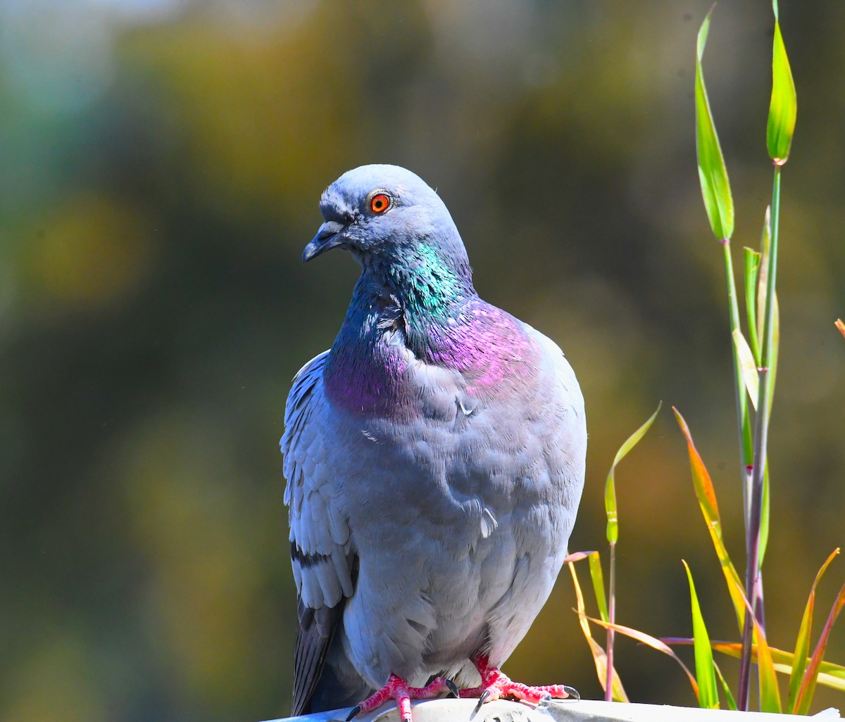 Rock Pigeon (Feral Pigeon) - ML618600616