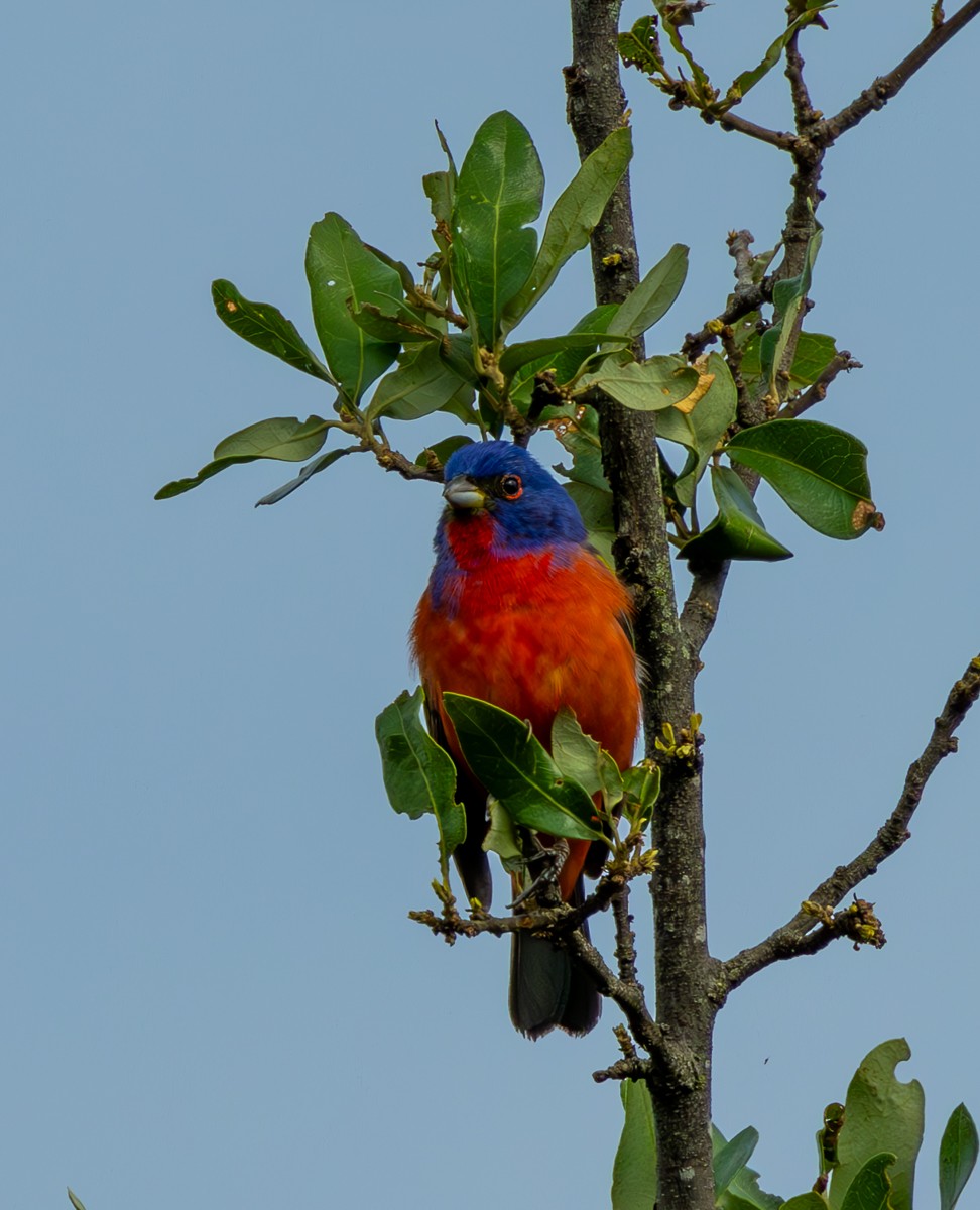 Painted Bunting - ML618600617