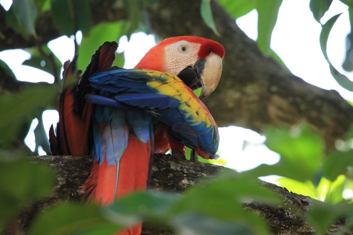 Scarlet Macaw - ML618600648