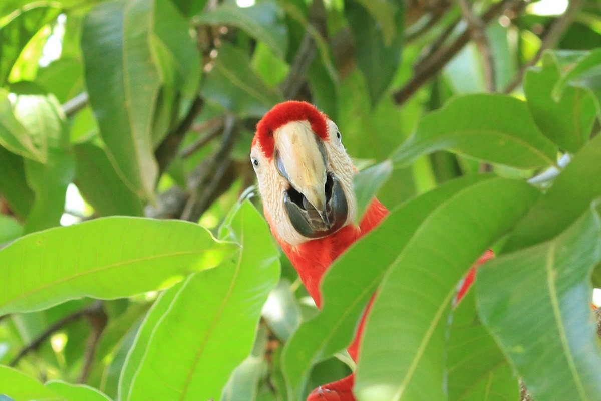 Scarlet Macaw - ML618600649
