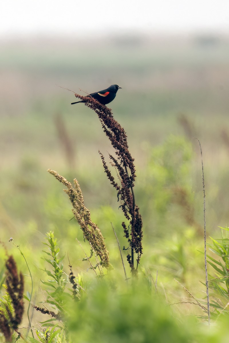 Red-winged Blackbird - Dennis Miller