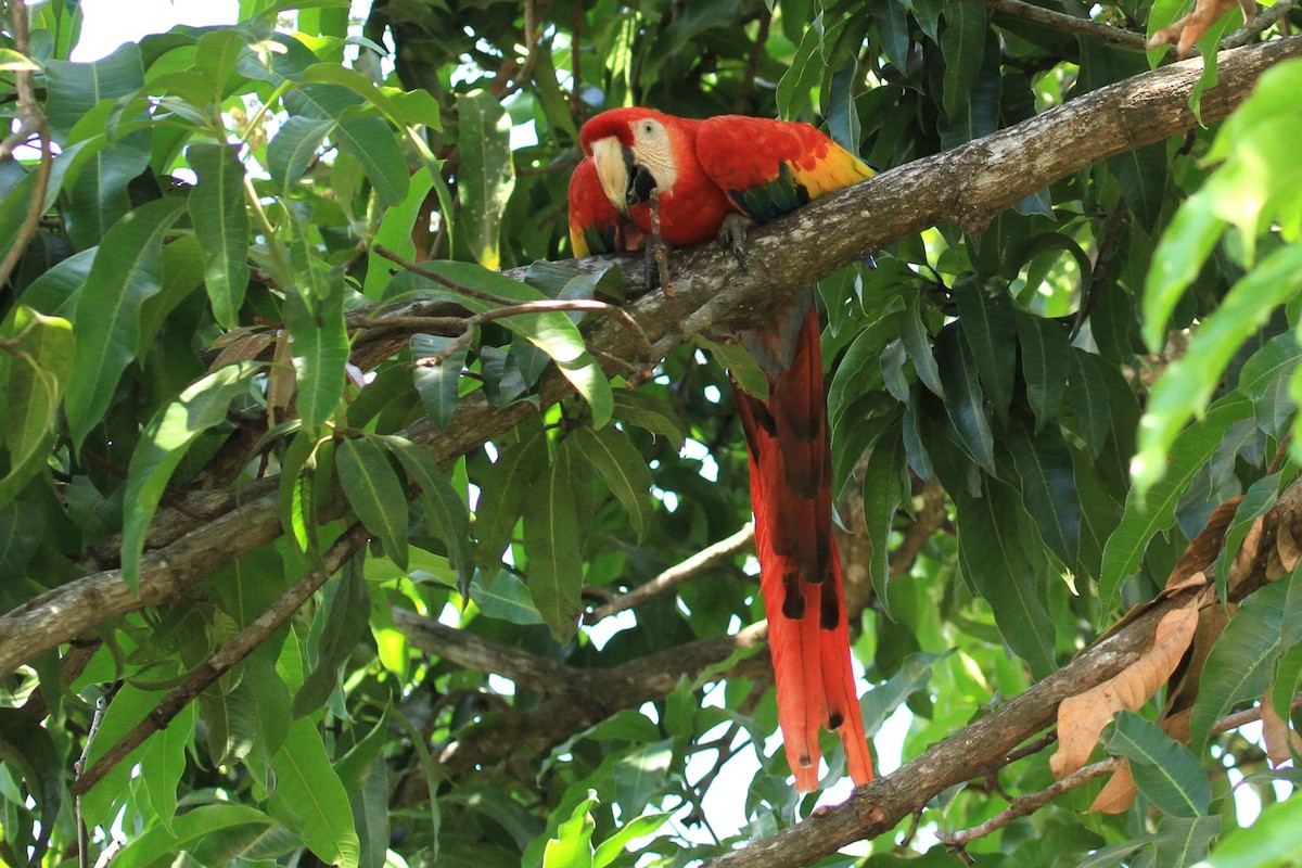 Scarlet Macaw - ML618600657