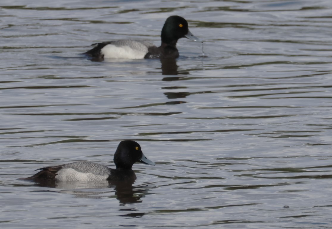 Greater Scaup - ML618600666