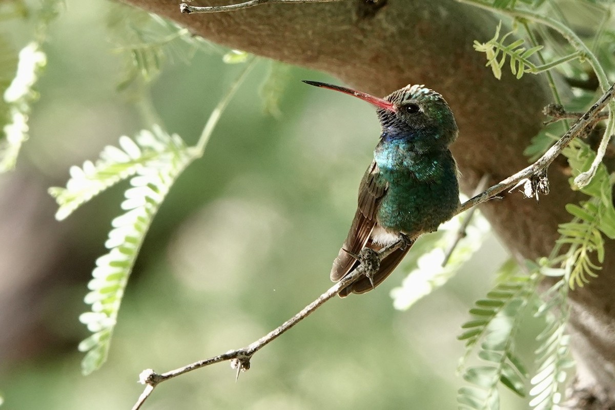 Broad-billed Hummingbird - Fleeta Chauvigne