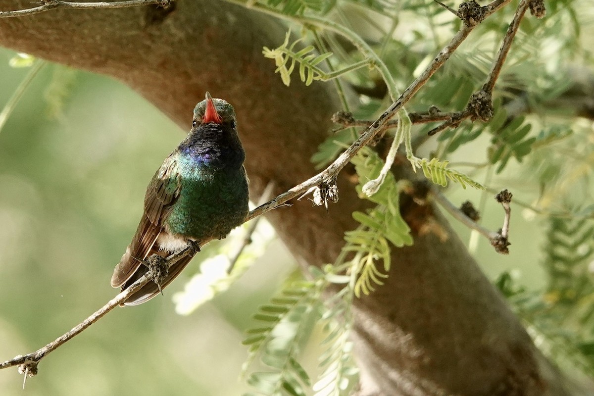 Broad-billed Hummingbird - ML618600716