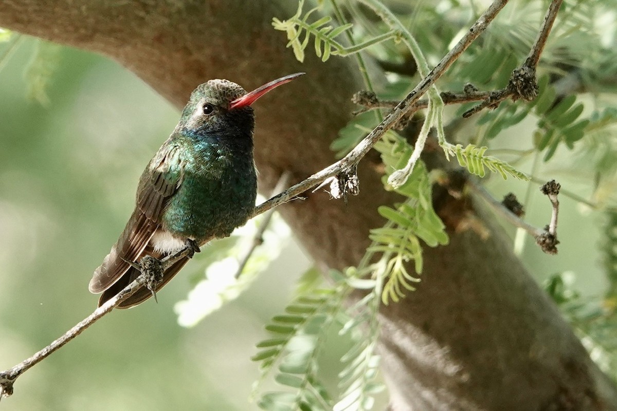 Broad-billed Hummingbird - Fleeta Chauvigne