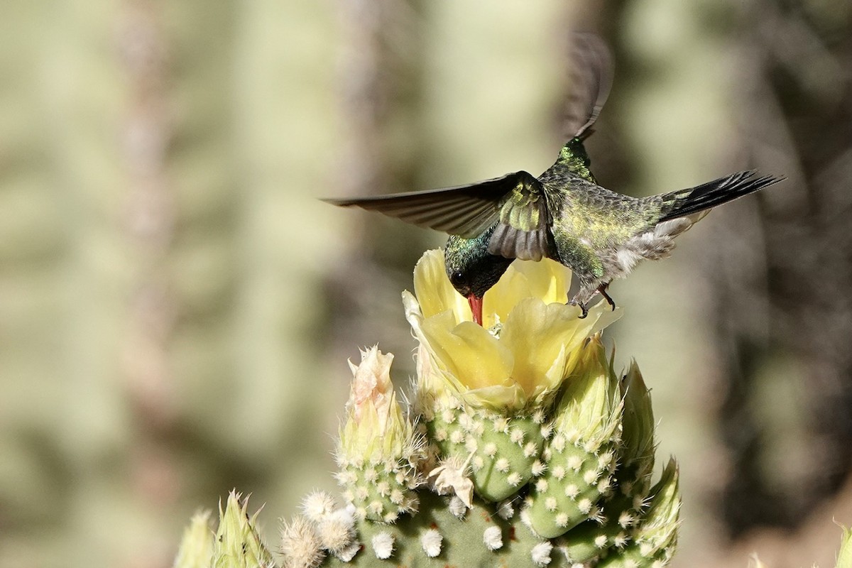Broad-billed Hummingbird - ML618600719