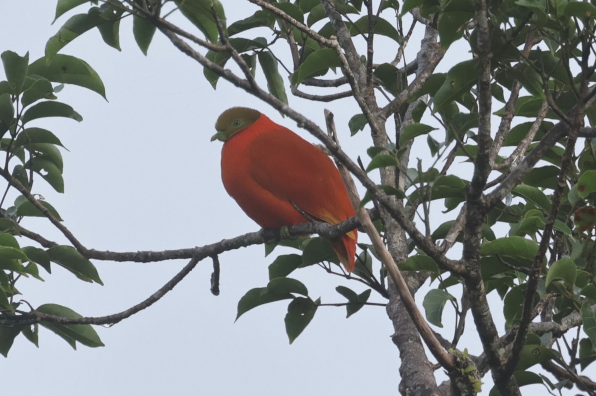 holub oranžový - ML618600727