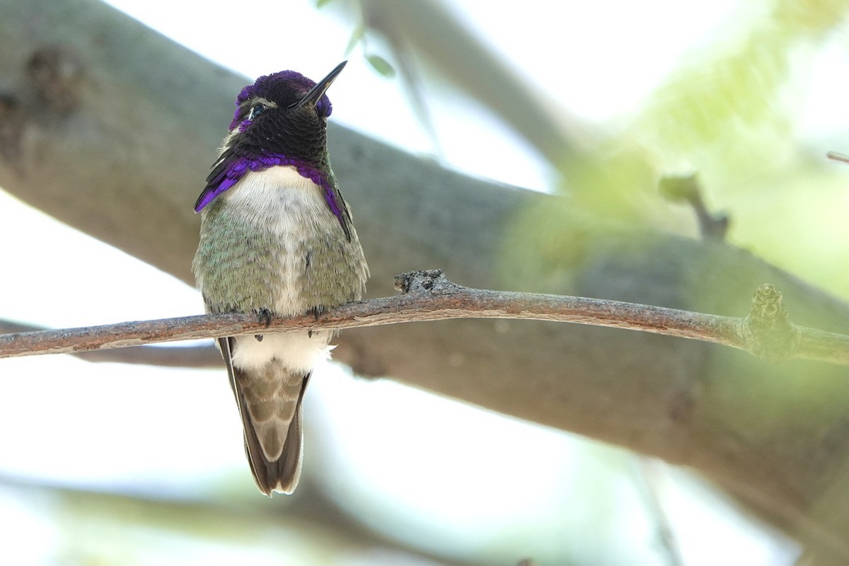 Costa's Hummingbird - ML618600769