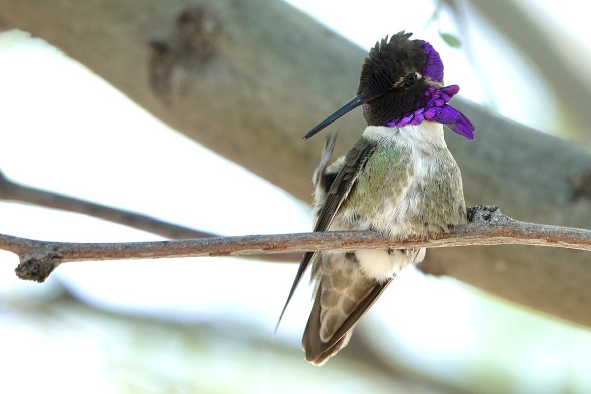 Costa's Hummingbird - ML618600770