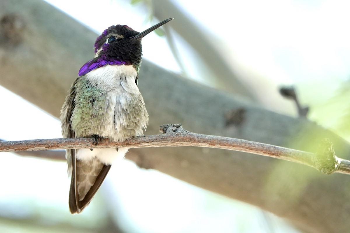Costa's Hummingbird - ML618600771