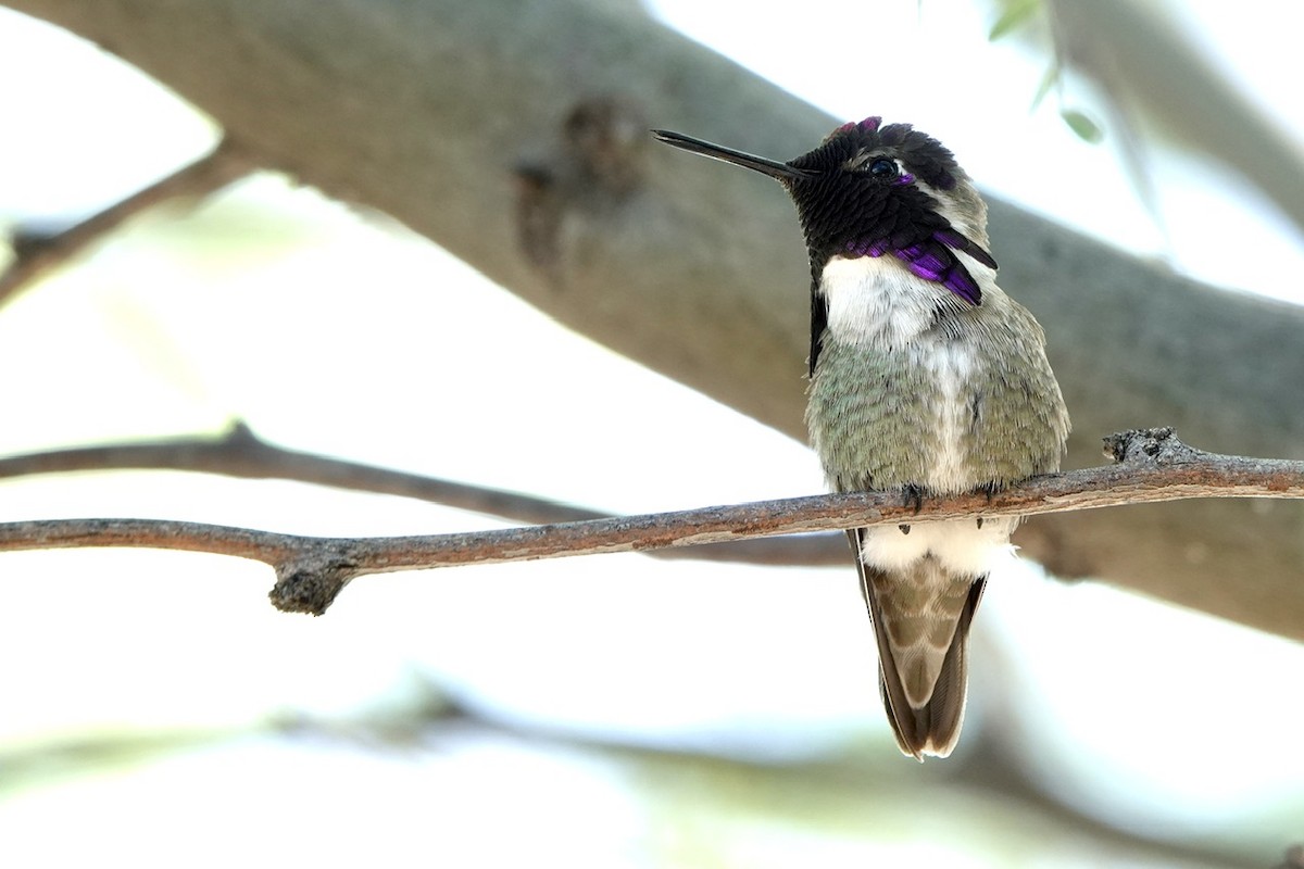 Costa's Hummingbird - ML618600772
