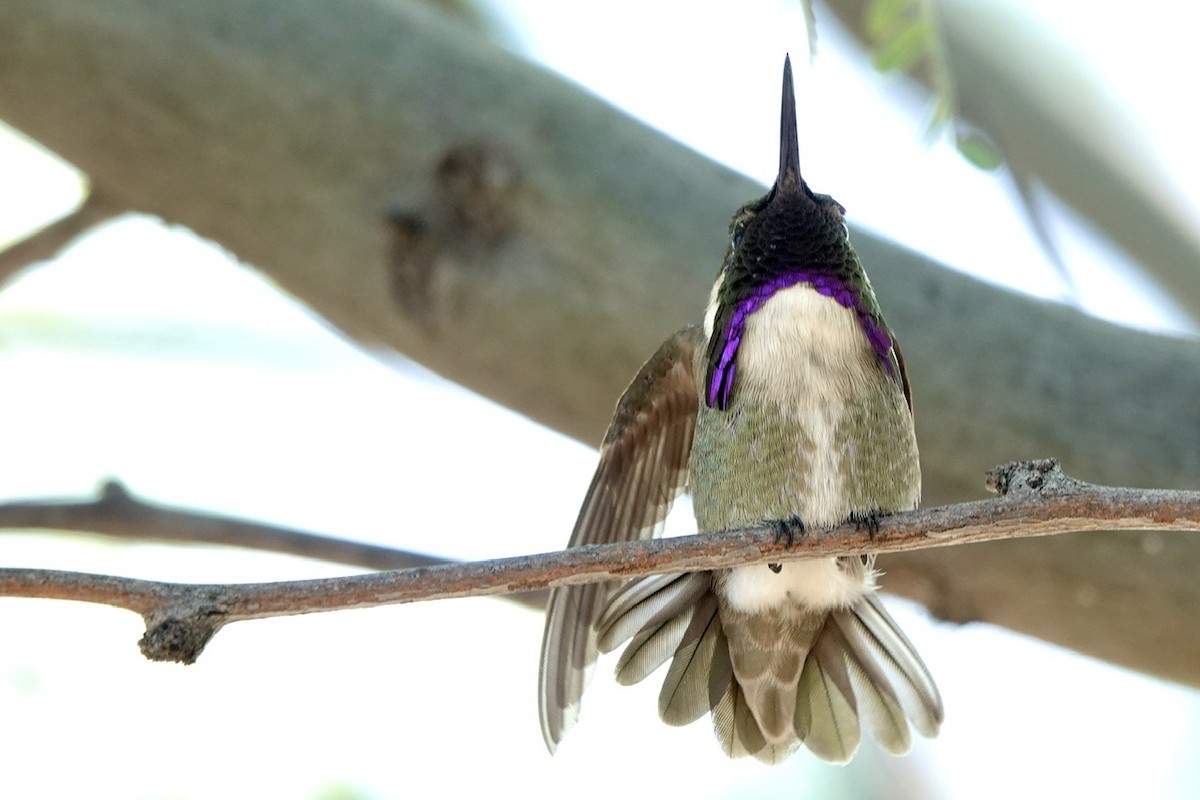 Costa's Hummingbird - ML618600773