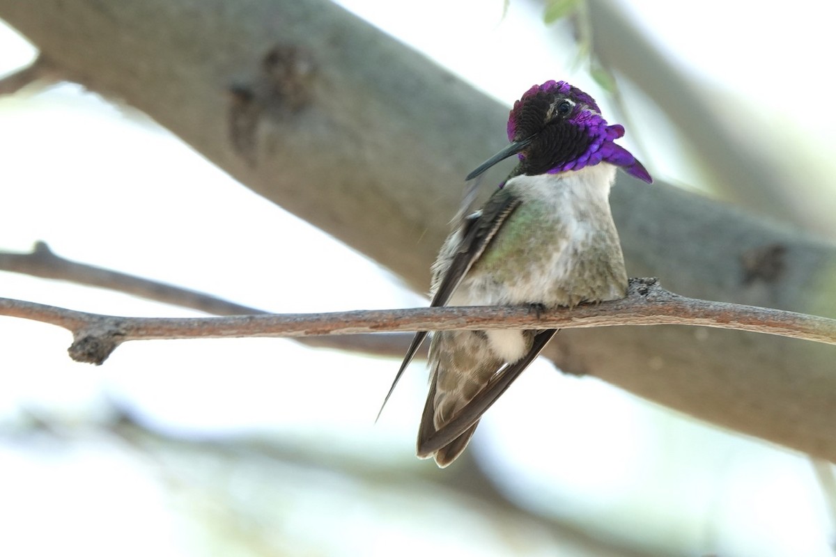 Costa's Hummingbird - ML618600774