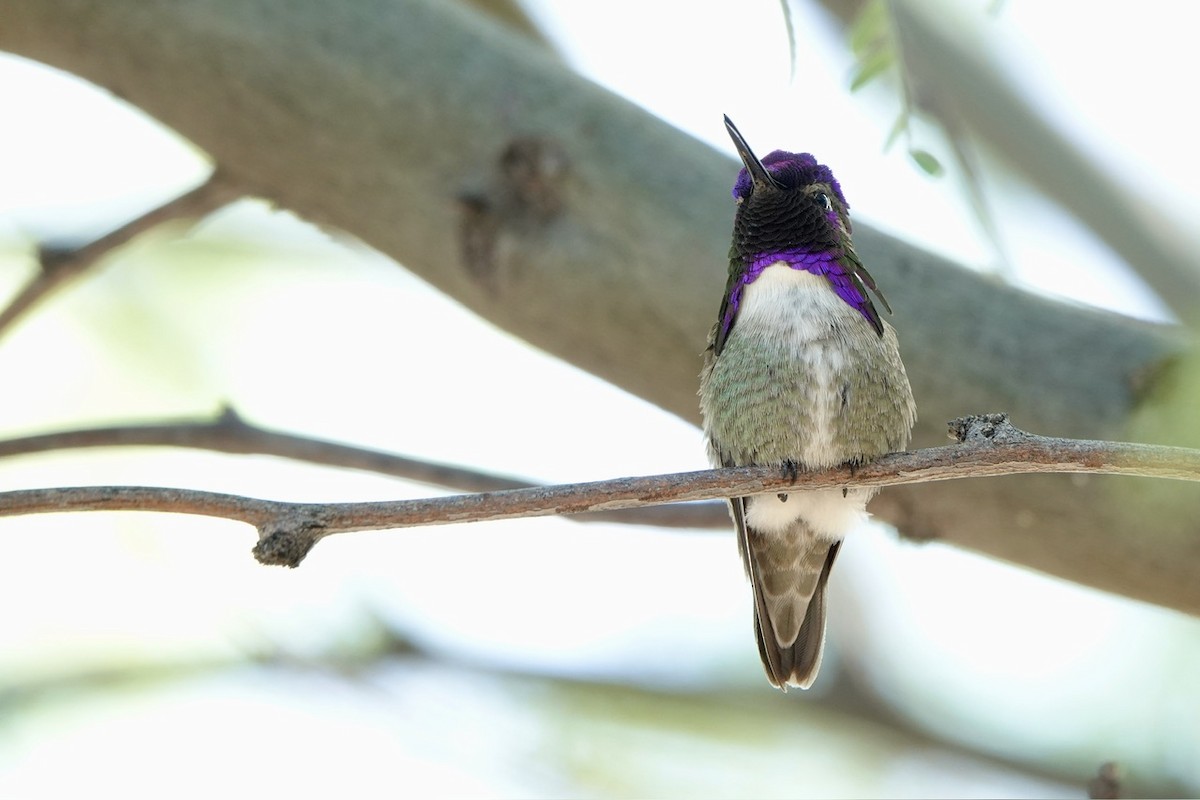 Costa's Hummingbird - ML618600775