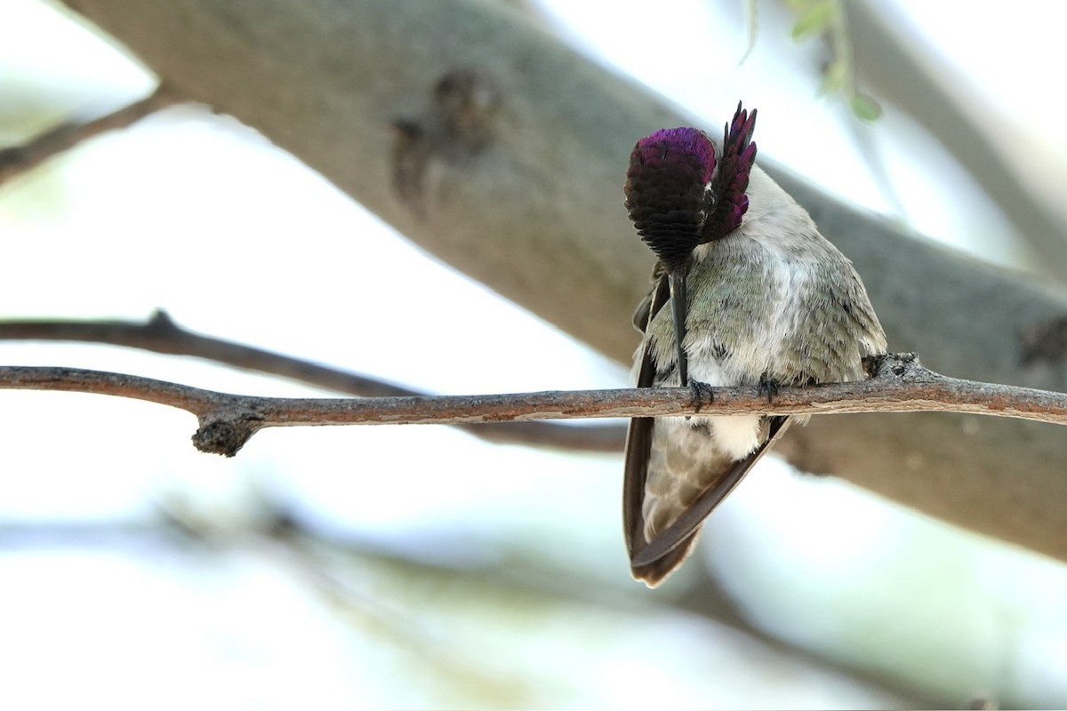Costa's Hummingbird - Fleeta Chauvigne
