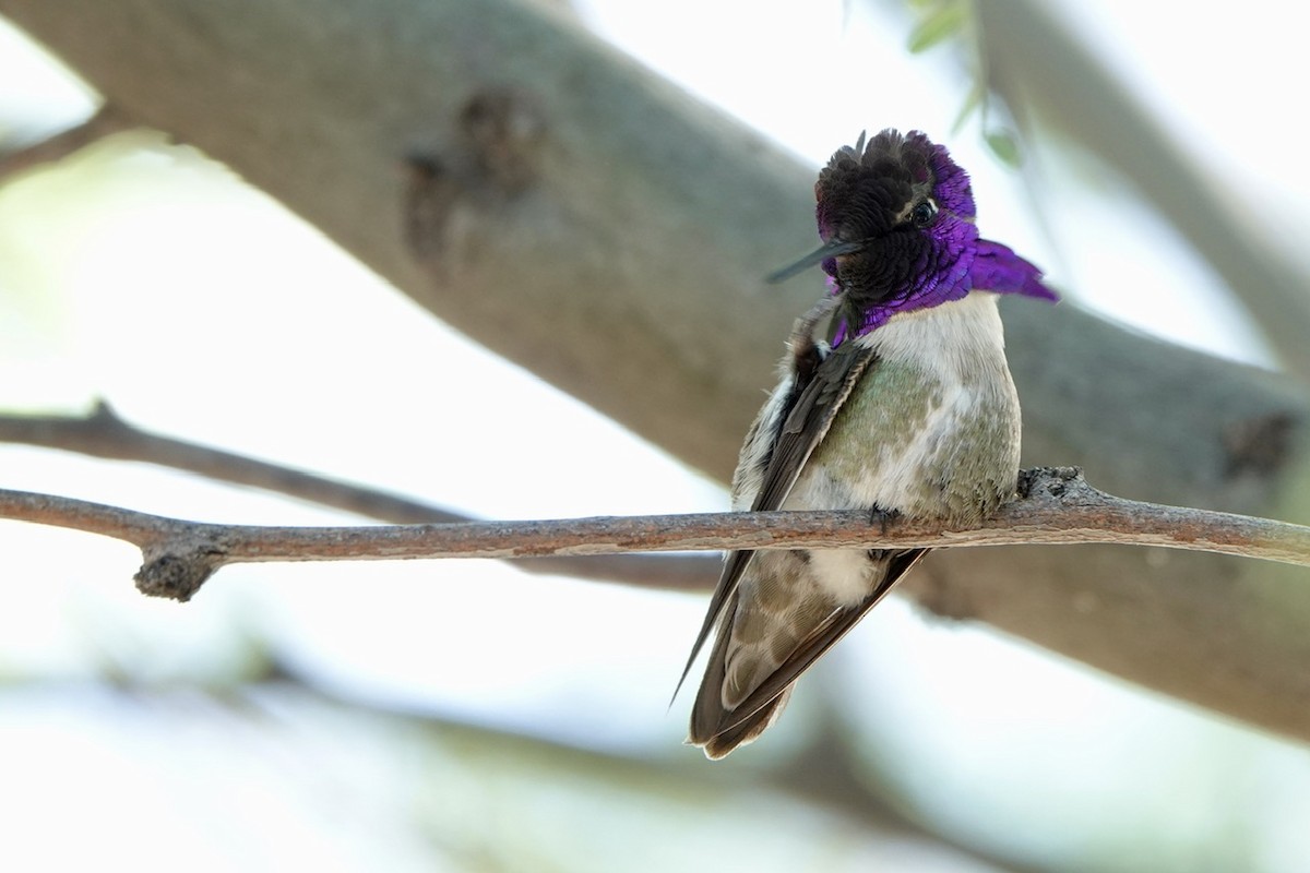 Costa's Hummingbird - ML618600779