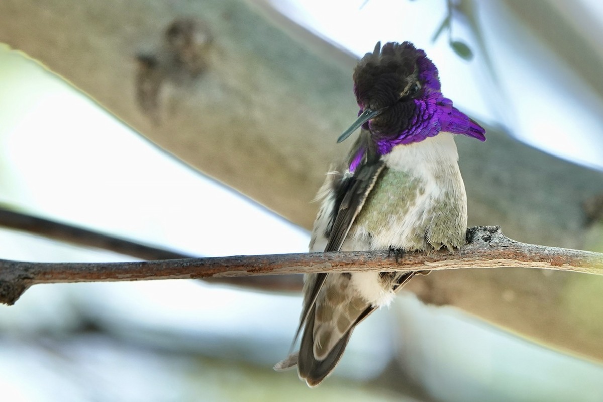 Costa's Hummingbird - ML618600783