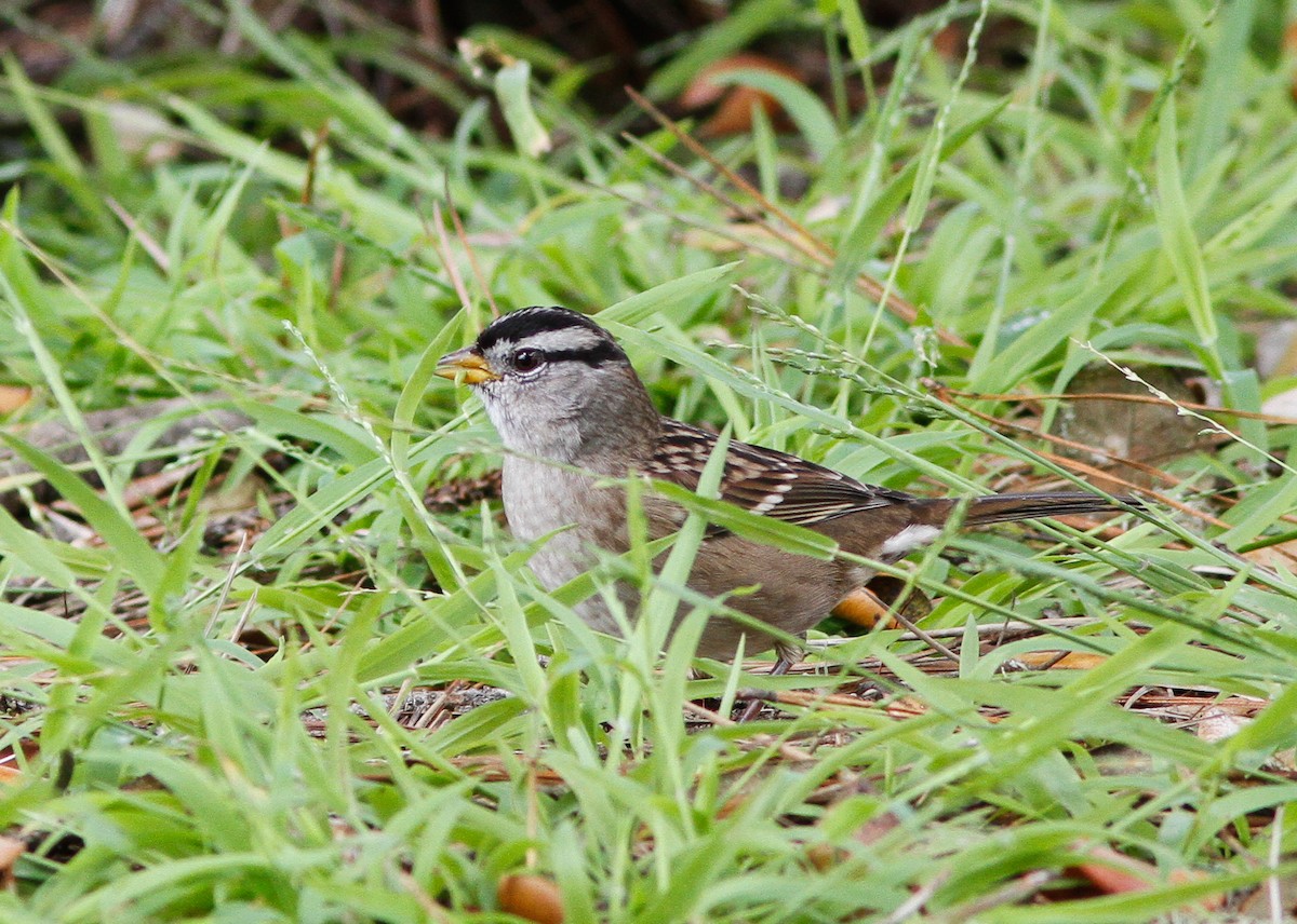 White-crowned Sparrow - ML618600804