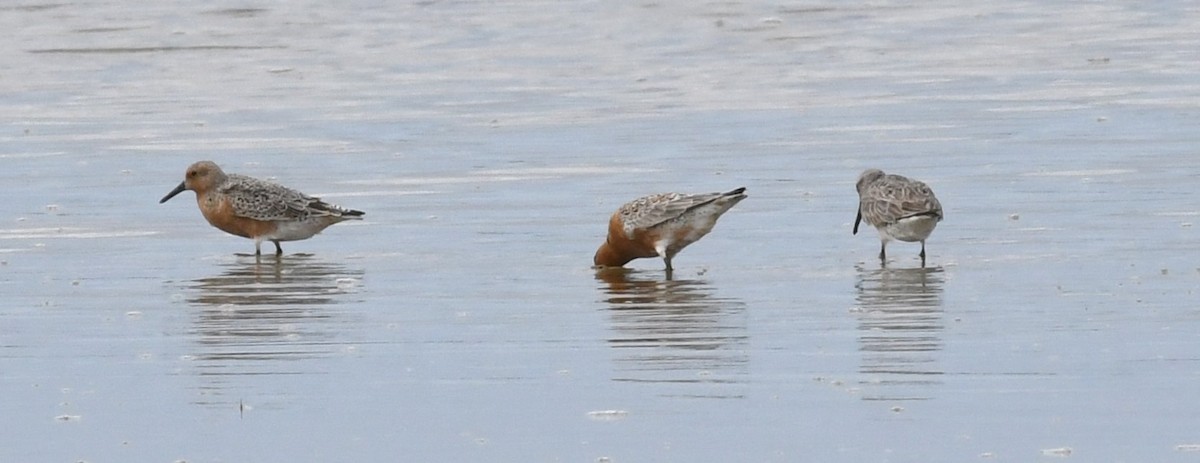 Red Knot - ML618600806