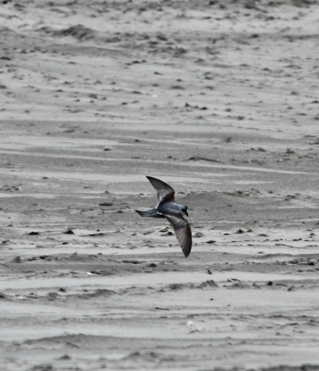 Fork-tailed Storm-Petrel - ML618600826