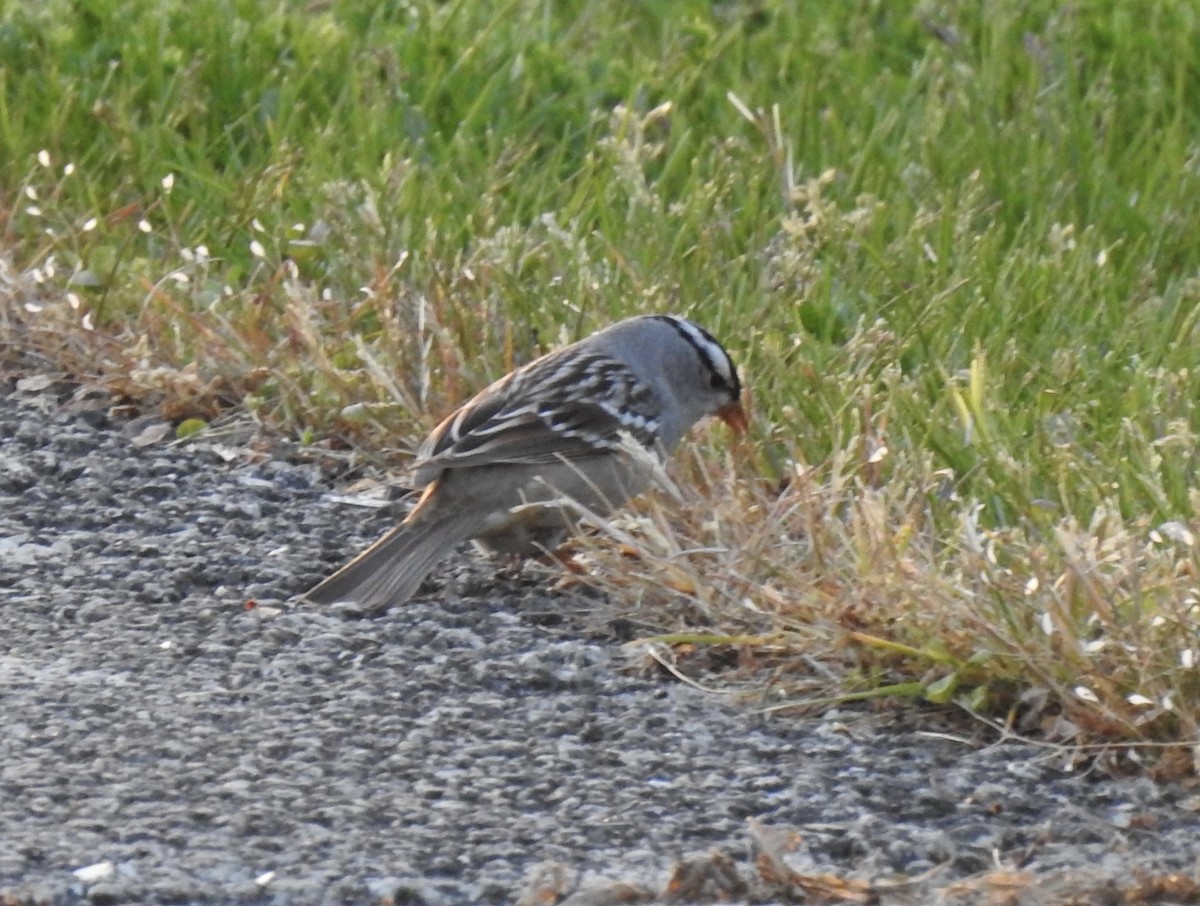 White-crowned Sparrow - ML618600828