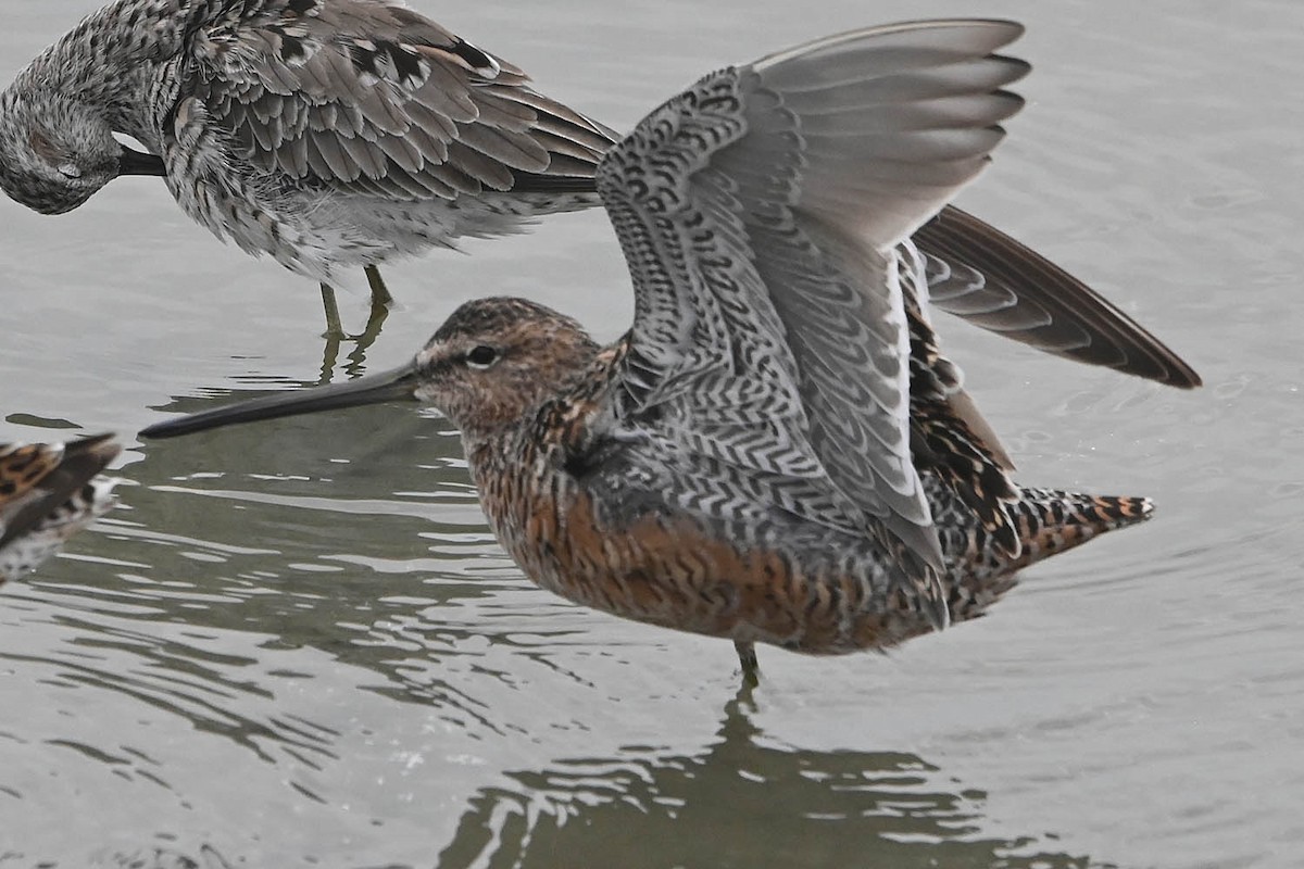 Long-billed Dowitcher - ML618600852