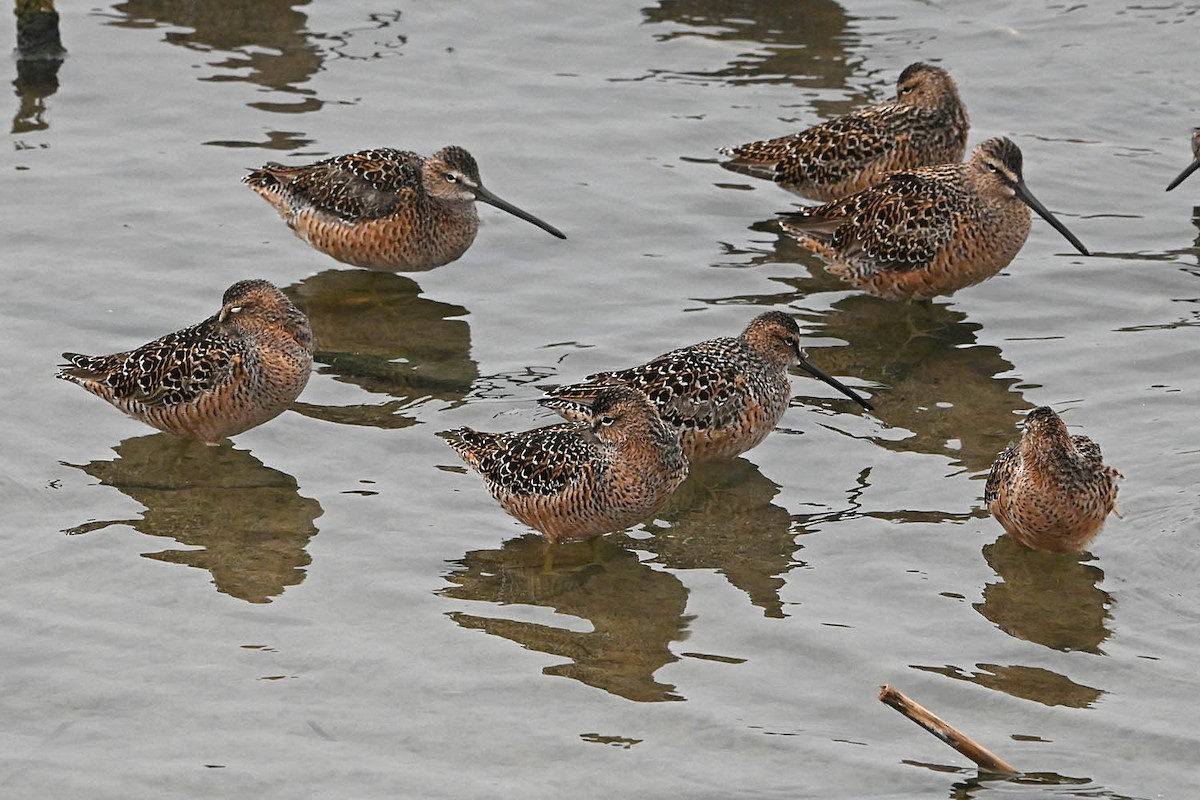 Long-billed Dowitcher - ML618600853