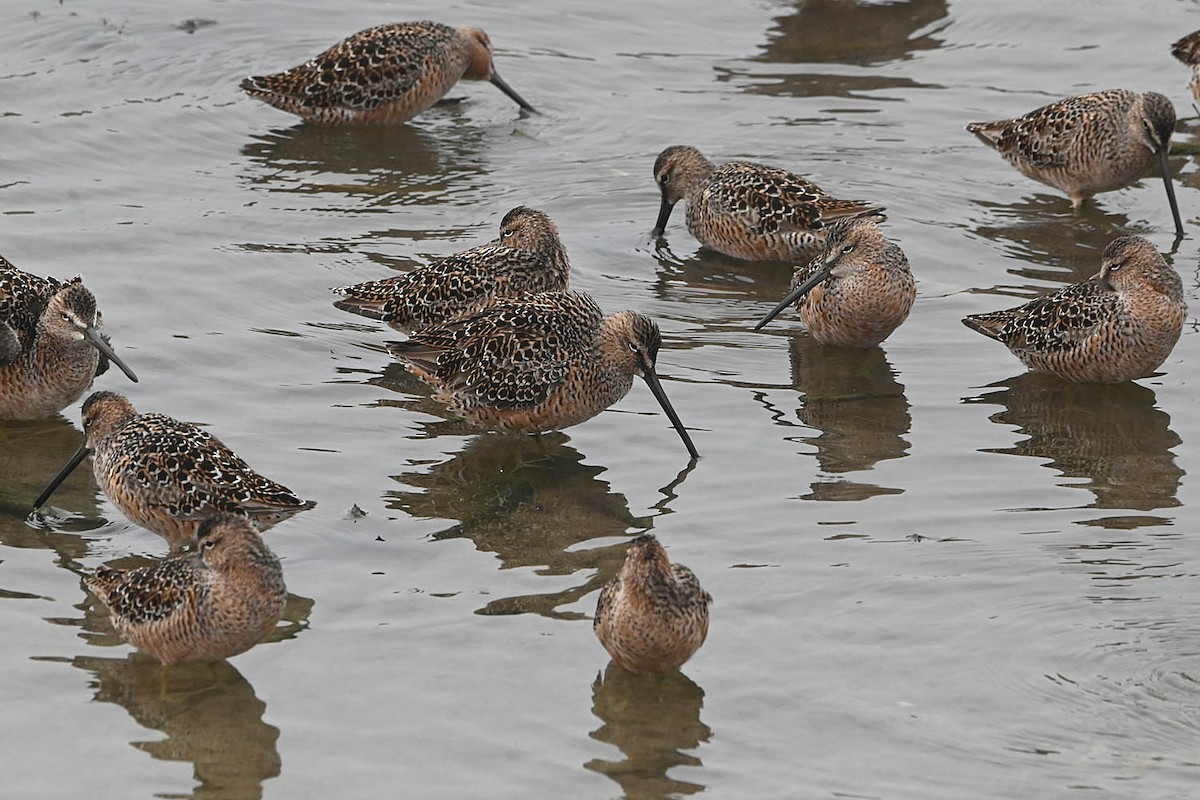 Long-billed Dowitcher - ML618600854