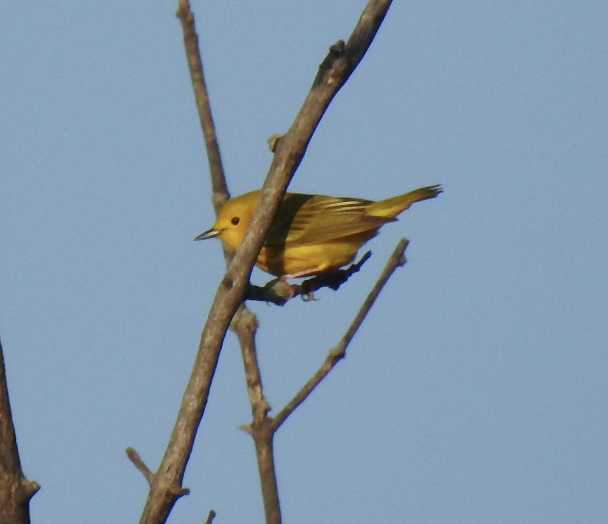 Yellow Warbler - ML618600855