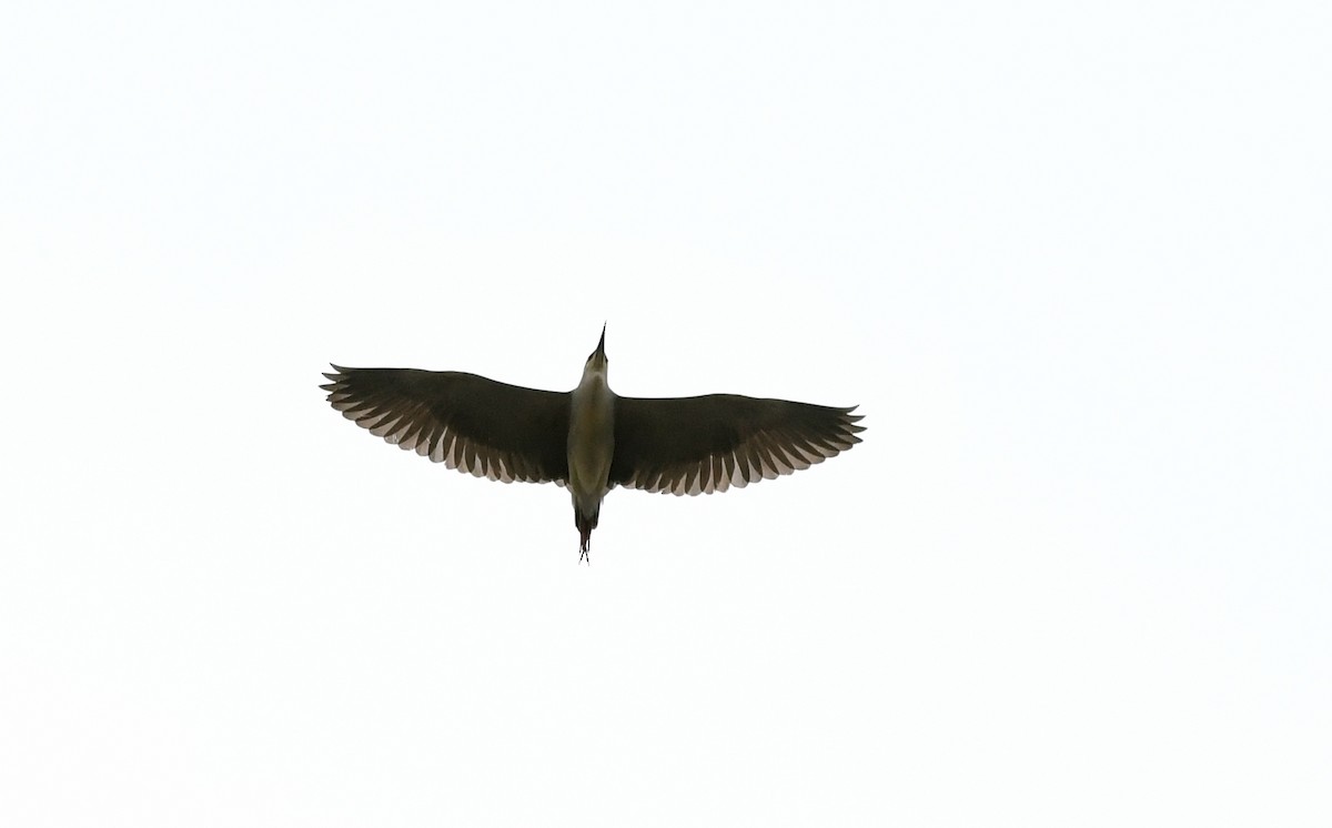 Black-crowned Night Heron - ML618600872
