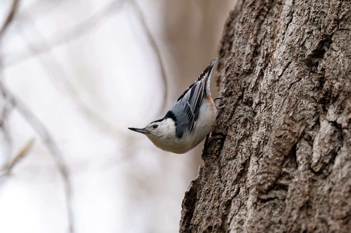 White-breasted Nuthatch - ML618600886