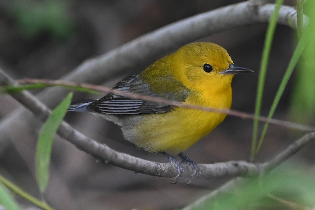Prothonotary Warbler - ML618600905