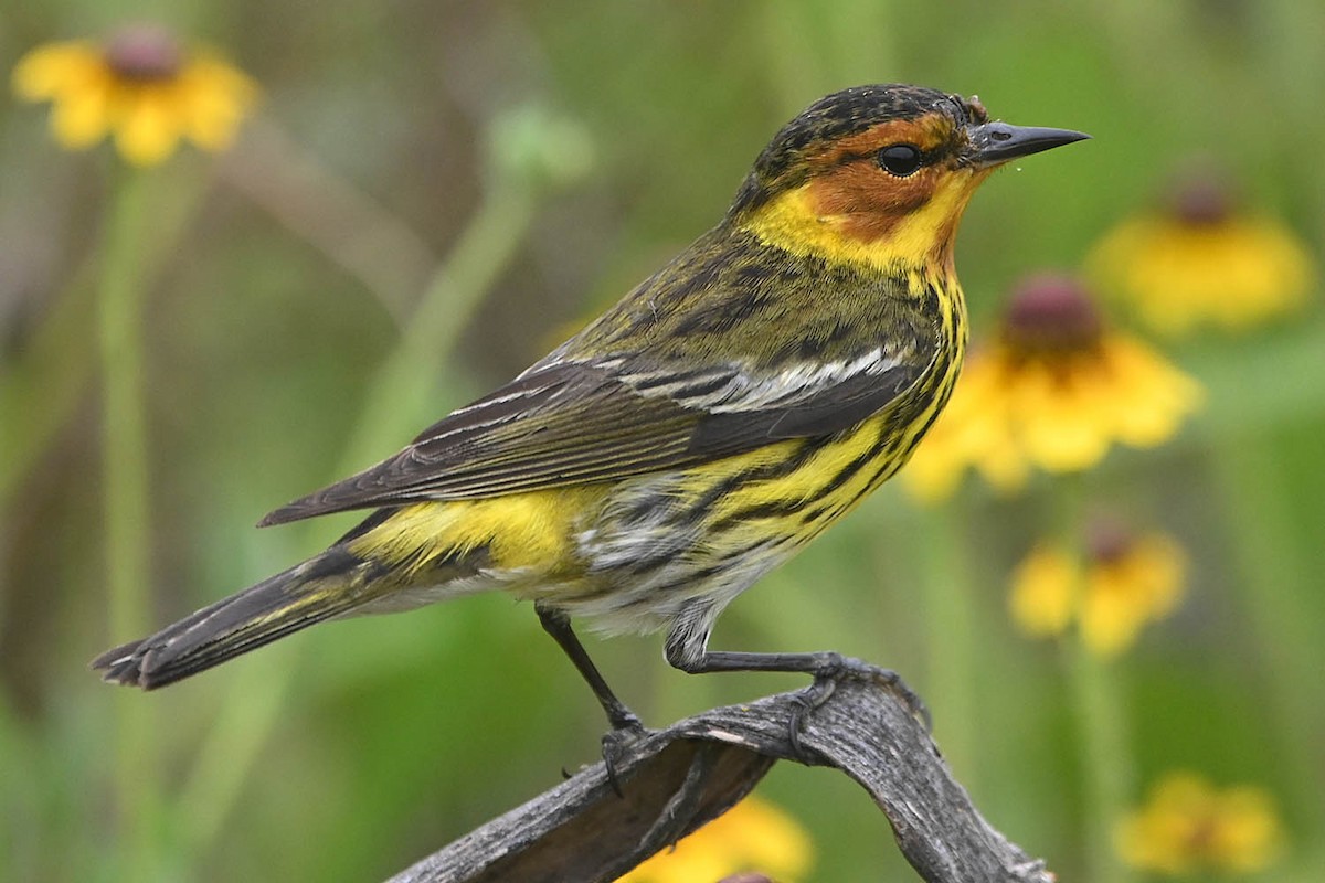 Cape May Warbler - ML618600914