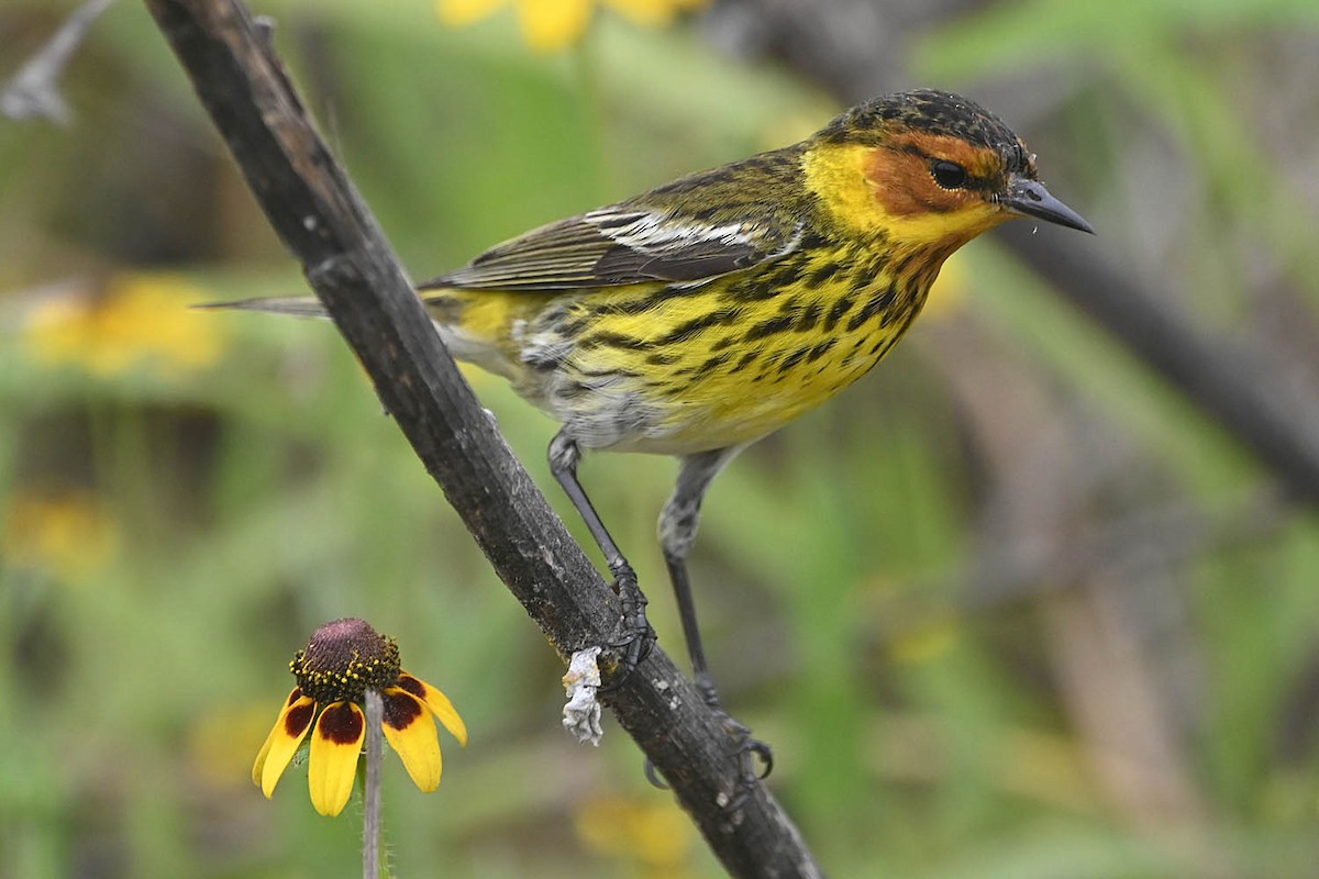 Cape May Warbler - ML618600915