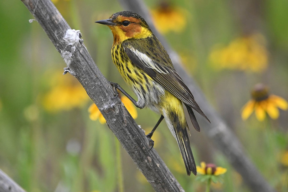 Cape May Warbler - ML618600916