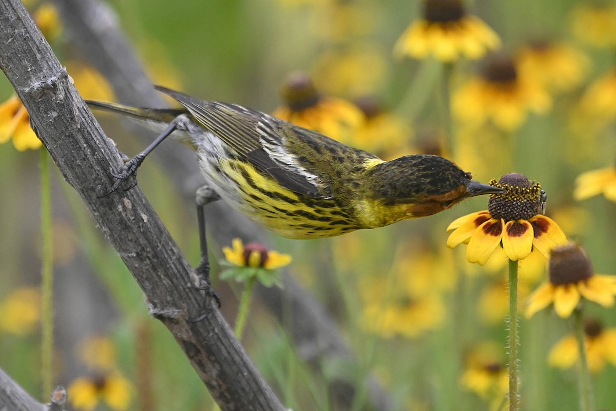 Cape May Warbler - ML618600917