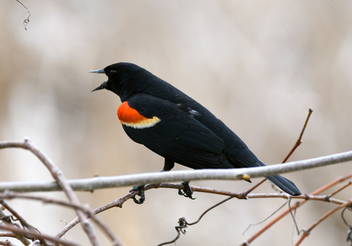 Red-winged Blackbird - ML618600922
