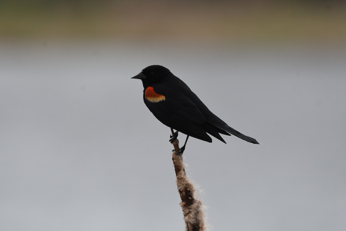 Red-winged Blackbird - ML618600923