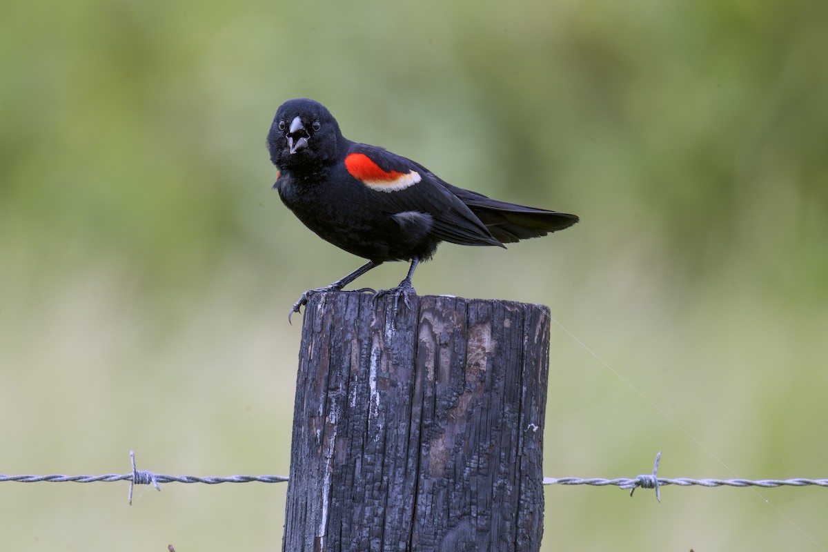 Red-winged Blackbird - ML618600935