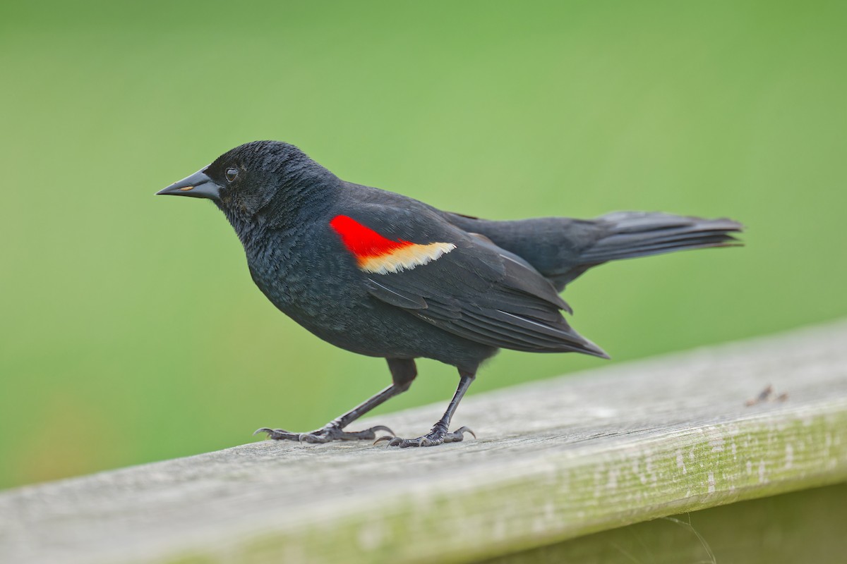 Red-winged Blackbird - ML618600993