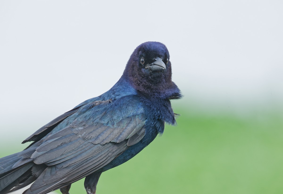 Boat-tailed Grackle - ML618601000