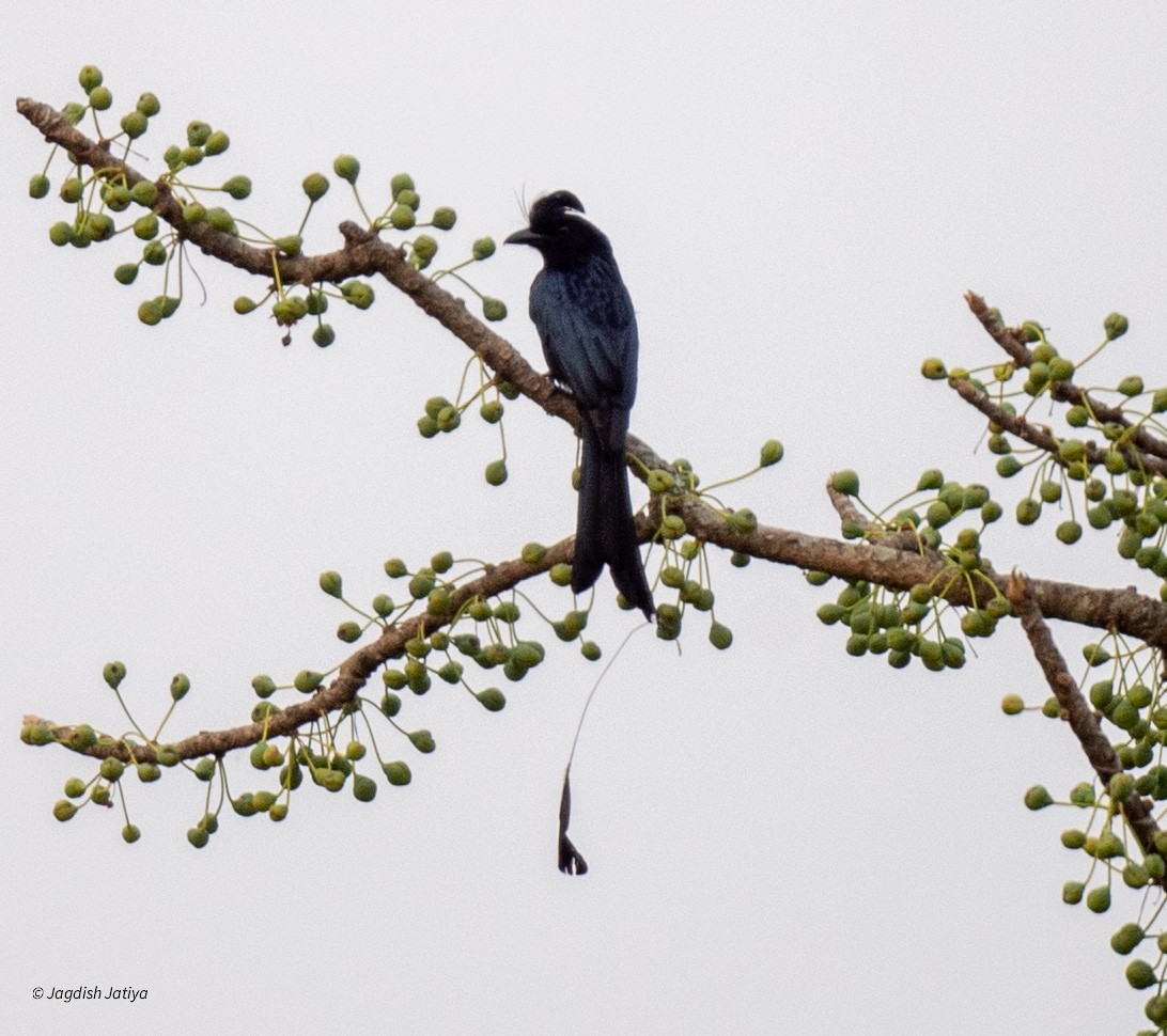 Greater Racket-tailed Drongo - ML618601052