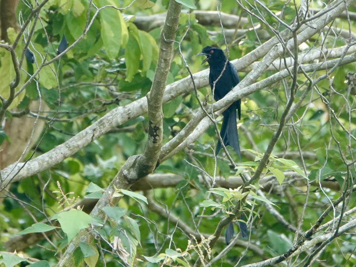 Greater Racket-tailed Drongo - ML618601074