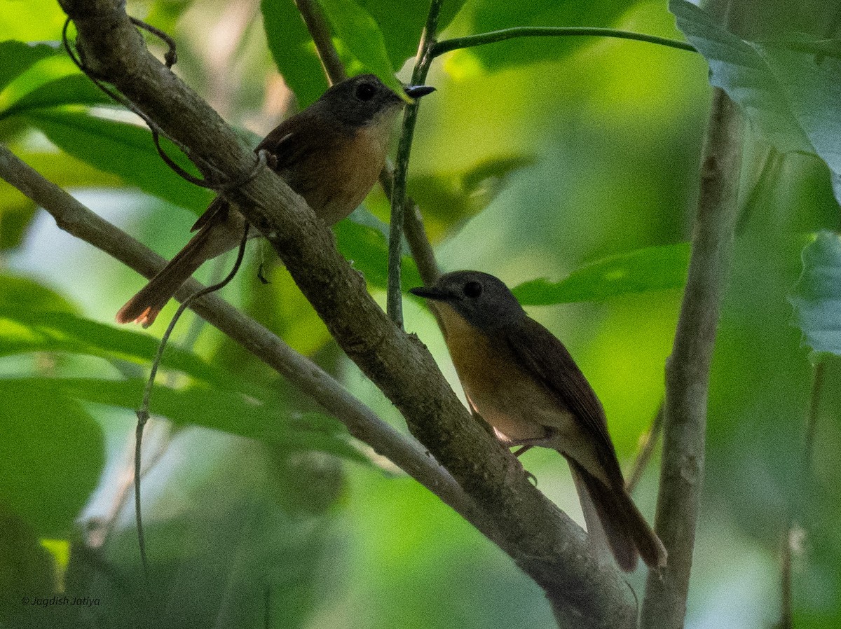 Pale-chinned Flycatcher - ML618601089
