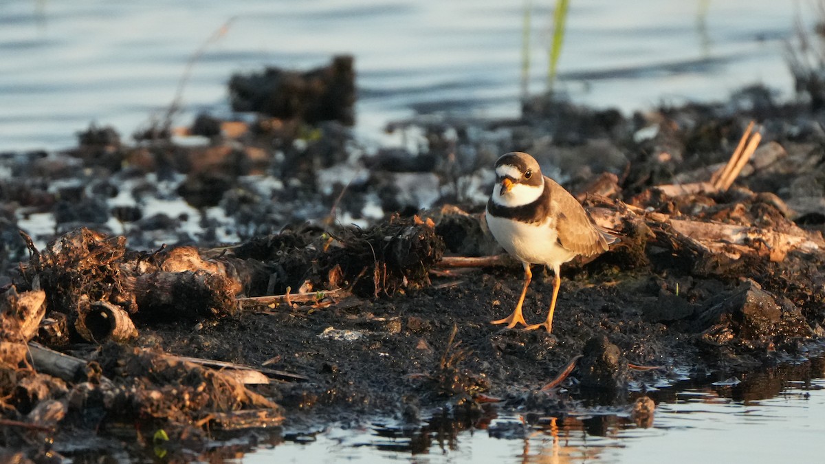 Semipalmated Plover - ML618601091